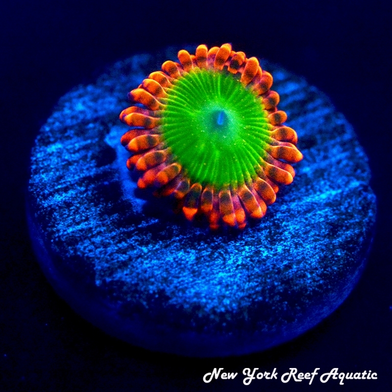 Oompa Loompa Zoanthids
New York Reef Aquatic
NYRA
Corals
Zoanthids