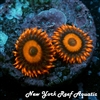 Orange Oxide Zoanthids