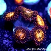Pandora Zoanthids
New York Reef Aquatic
Zoanthids