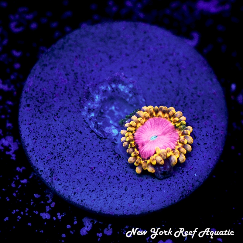 Pink Diamond Zoanthids
New York Reef Aqautic
NYRA
Zoanthis
Corals
Reef