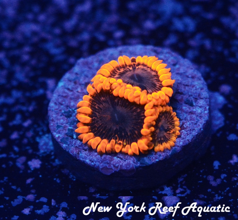 Punch Bowl Zoanthids