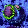 Purple Monster Zoanthids
New York Reef Aquatic
Zoanthids