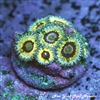 QueenStrat Zoanthids
New York Reef Aquatic
Zoanthids