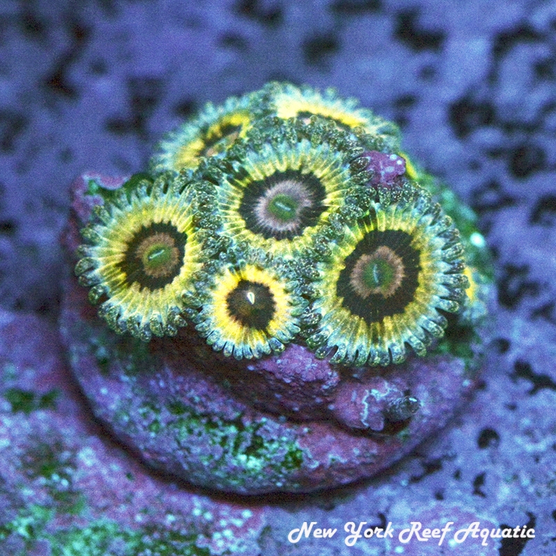 QueenStrat Zoanthids
New York Reef Aquatic
Zoanthids