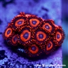 Safecracker Zoanthids
New York Reef Aquatic
Zoanthids