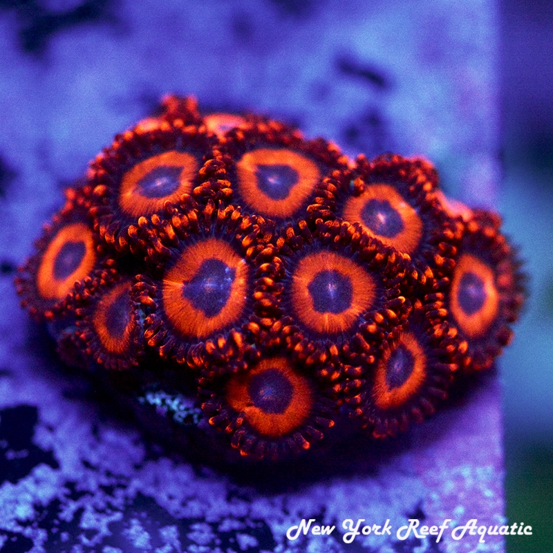 Safecracker Zoanthids
New York Reef Aquatic
Zoanthids