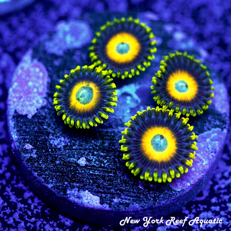 Scrambled Egg Zoanthids
New York Reef Aquatic
NYRA
Zoanthids