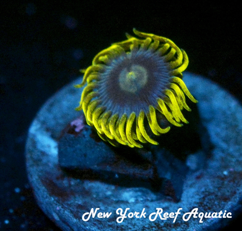 Smurfette Zoanthid - 3-7 polyp frag