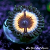 Sonic Flare Zoanthids
New York Reef Aquatic
Zoanthids