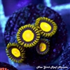 Sundrops Zoanthids
New York Reef Aquatic
Zoanthids