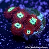 UC Hotshot Zoanthids
New York Reef Aquatic
Coral
Zoanthids
Reef