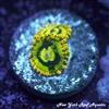 Yoda Zoanthids
New York Reef Aquatic
Zoanthids