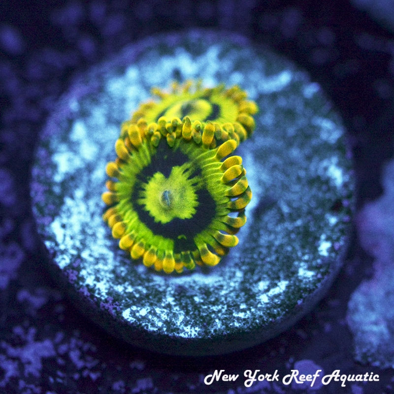 Yoda Zoanthids
New York Reef Aquatic
Zoanthids