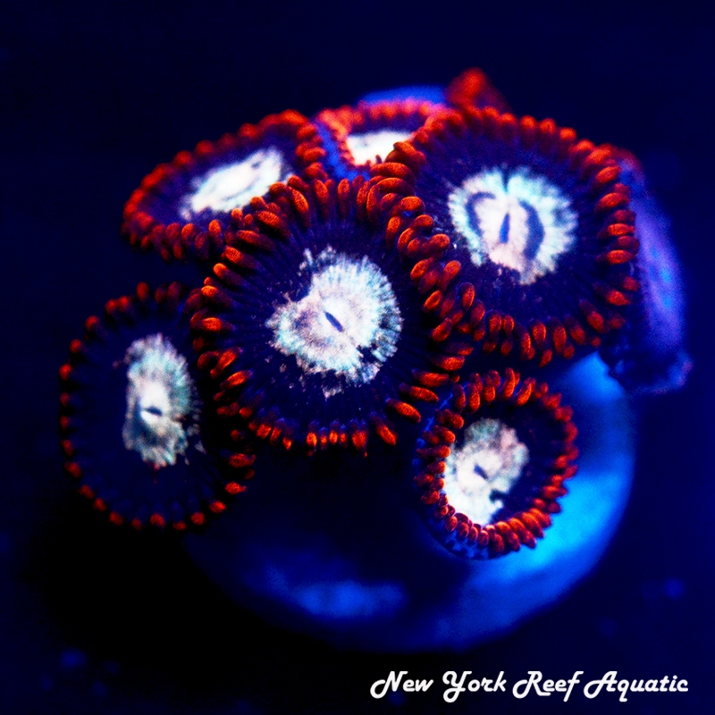 NYRA Zombie Eye Zoanthids
New York Reef Aquatic
Zoanthids
LPS Coral