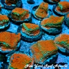 Rainbow Monti Frag
New York Reef Aquatic
NYRA
Corals
Zoanthids
Reefs
