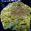 Gold Meat Coral - 6inch