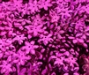 14mm Metallic Pink Flower Sequins (25 pcs)