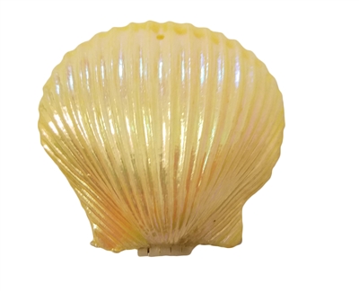 Hinged Plastic Seashell Clam Shell