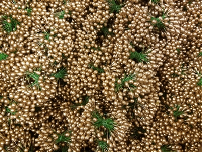 Double Ended Gold Berry Stamen Peps (72 pcs)