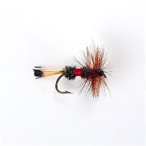 Dry Fly - Royal Coachman