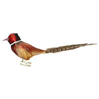 Large Ring-Nicked Pheasant