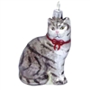 American Wirehair Shorthair Silver Grey Cat