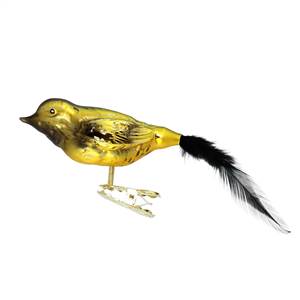 Gold & Black Siskin Bird