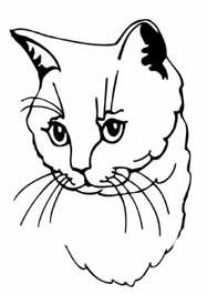 British Cream Cat memorial graphic