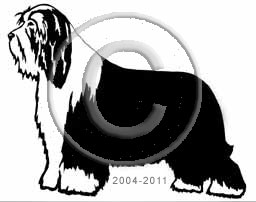 Bearded Collie