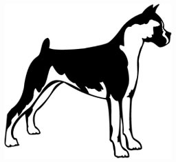 Boxer Dog Graphic