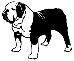 English Bulldog 1