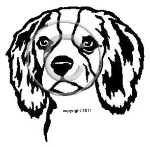 Cavalier King Charles Spaniel