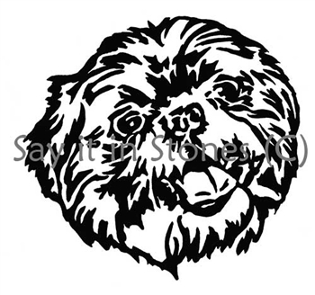 Shih Tzu 2