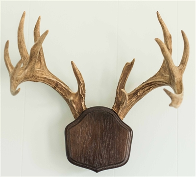 Dark Oak "The Deer Stand" Antler Mounting Kit