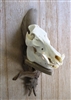 Driftwood Wall Mount for Wild Boar