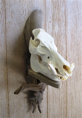 Driftwood Wall Mount for Wild Boar