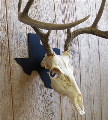 State Skull Hanger - 10"