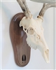 Black Walnut Deer Track European Skull Mount Face Plate