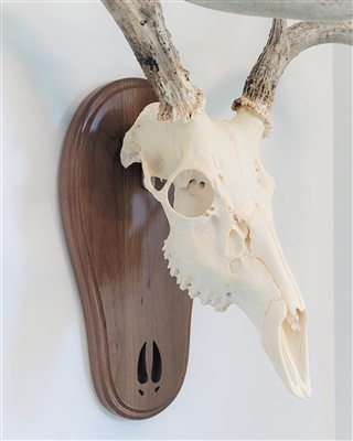 Black Walnut Deer Track European Skull Mount Face Plate