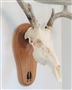 Medium Oak Deer Track European Skull Mount Face Plate