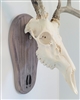 Weathered Wood Deer Track European Skull Mount Face Plate