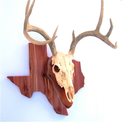 State Deer European Skull Mount Wall Pedestal