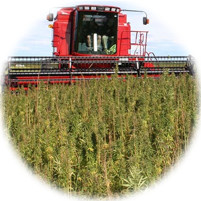Canadian Hemp Grain Planting Seed