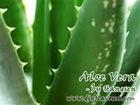 Aloe Vera Flavor Concentrate by Hangsen