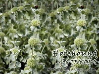 Horehound Flavor by TFA or TPA