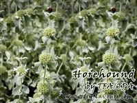 Horehound Flavor by TFA / TPA