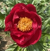 Alexander Woolcott Peony