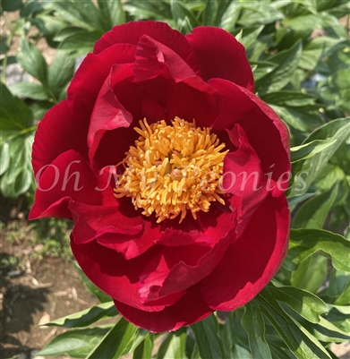 Alexander Woolcott Peony