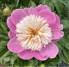 Bowl of Beauty Peony