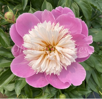 Bowl of Beauty Peony